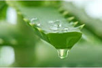 Load image into Gallery viewer, ALOE VERA  Carrier Oil (Macerated)..
