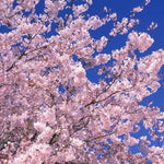 Load image into Gallery viewer, JAPANESE CHERRY BLOSSOM FRAGRANCE OIL- NATURE GARDEN
