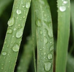 Load image into Gallery viewer, Lemongrass Essential Oil..( Organic)
